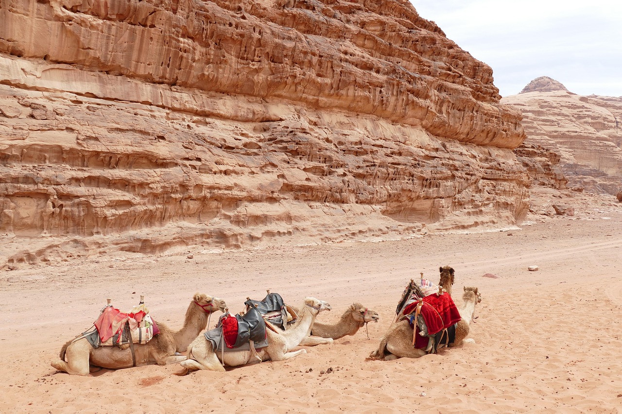 jordan, desert, sandstone, sand, landscape, wadi, wadi rum, mountain, camel, herd, bedouin, nature, wadi rum, wadi rum, wadi rum, wadi rum, wadi rum, bedouin