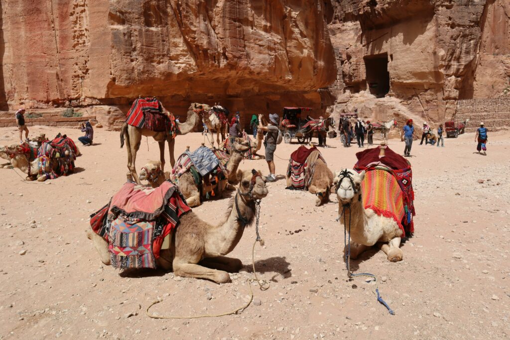 Camels adorned with colorful saddles rest by the ancient rock structures in Wadi Musa, Jordan.